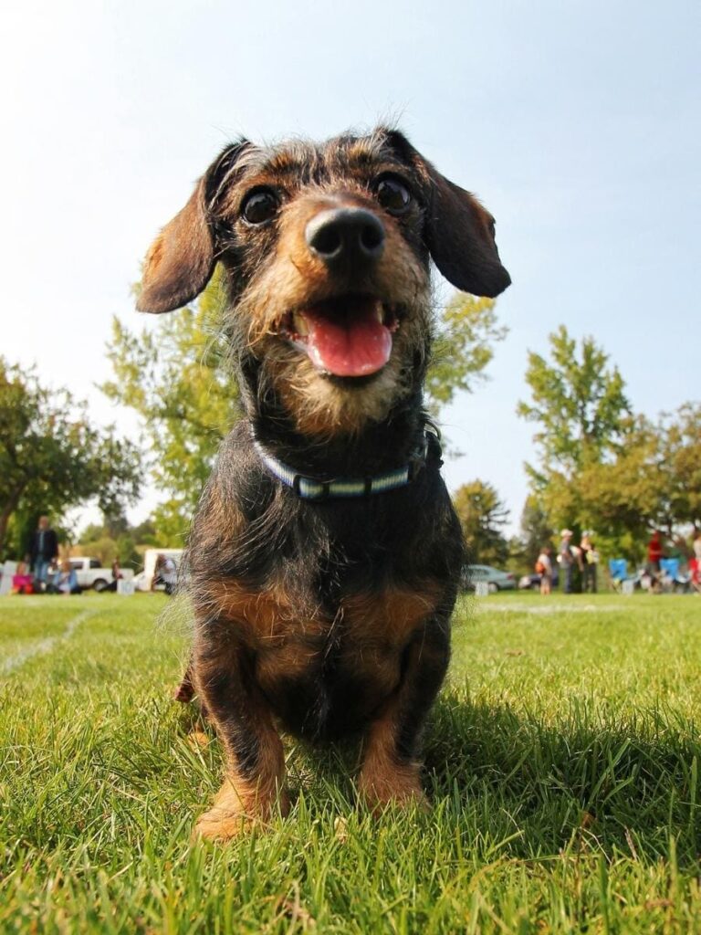 Dog online pet memorial UK tribute page