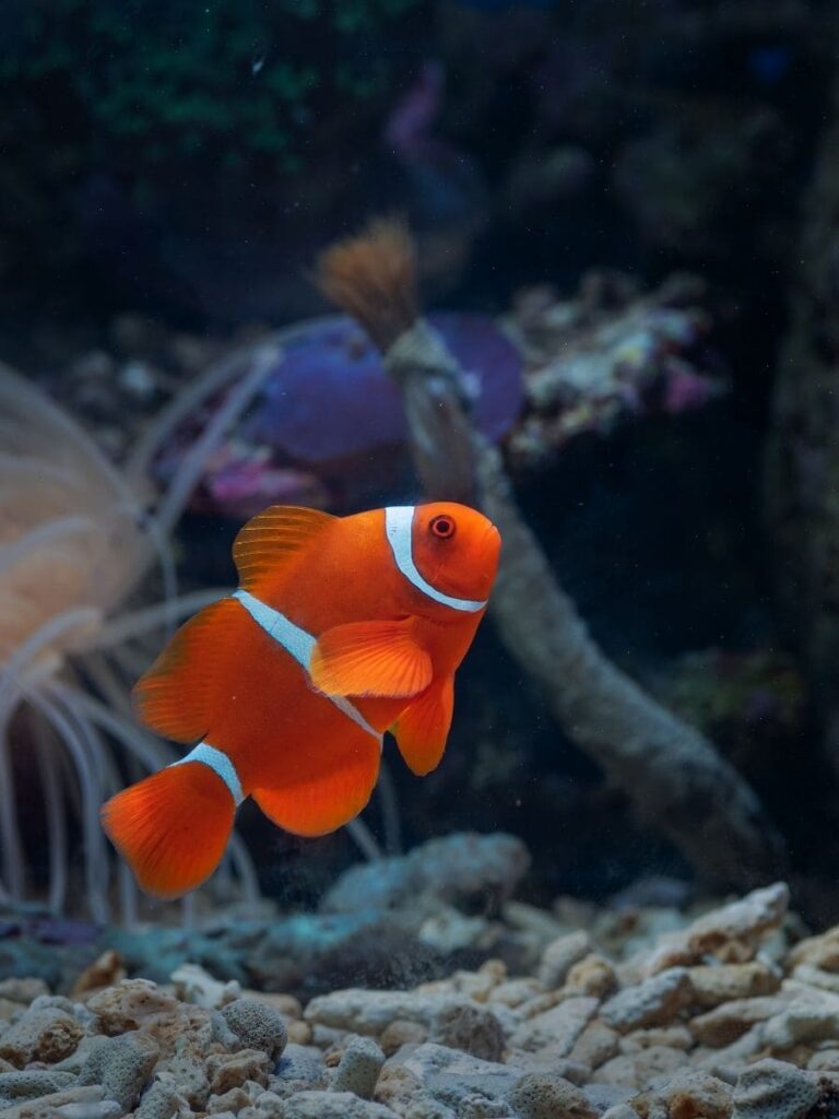 Fish pet remembrance tribute UK online
