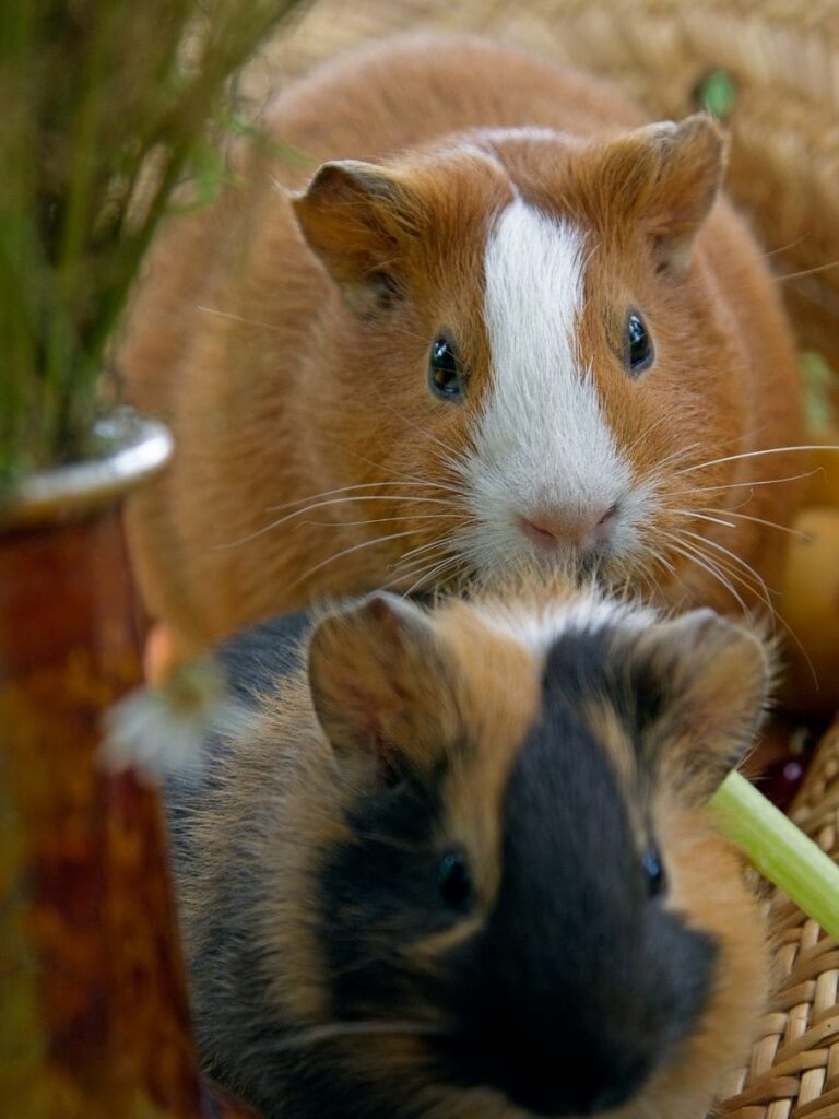 Guinea pig pet memorial UK digital tribute