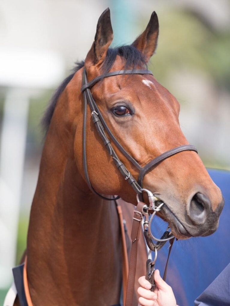 Horse pet memorial tribute page UK