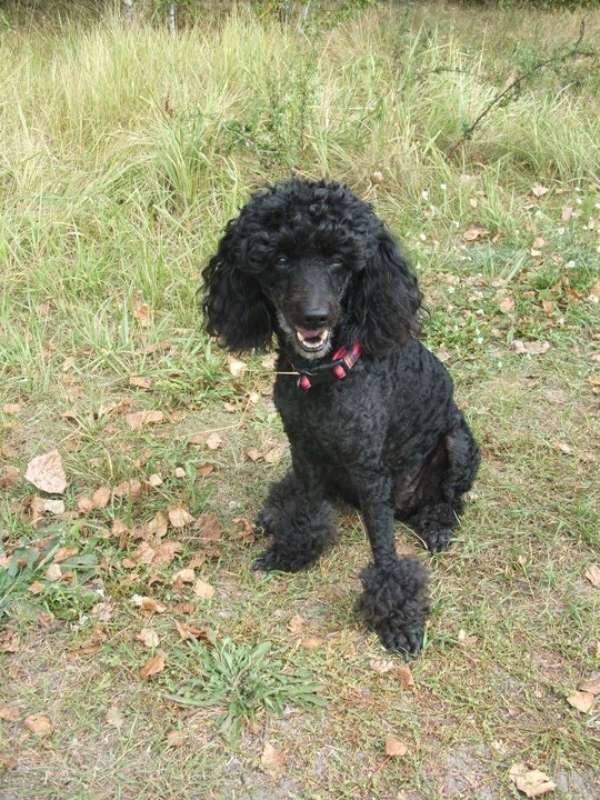 Mimi the black poodle, the beloved pet who inspired Pet Legacy’s online pet memorial UK service