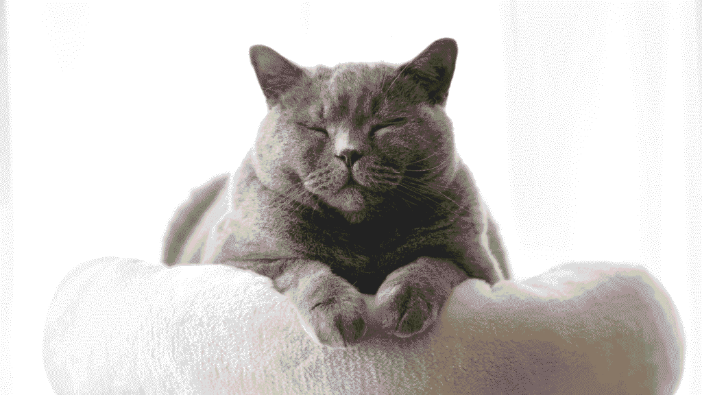 Cat pet memorial page UK digital remembrance