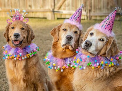 Three Golden Retrievers wearing party hats at a celebration