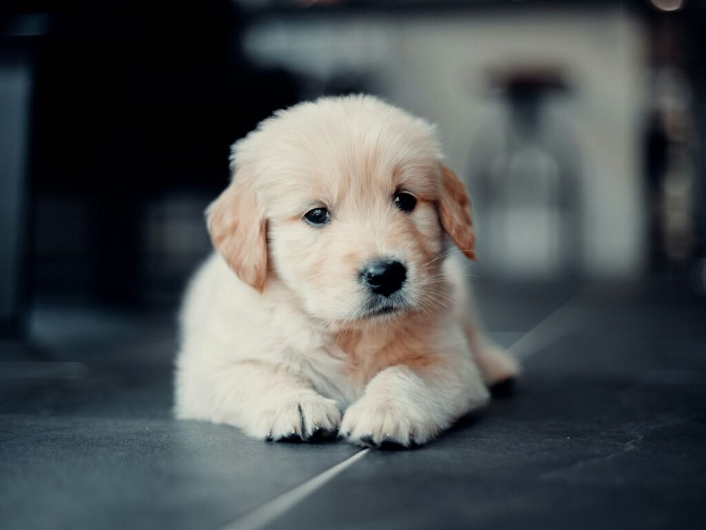 Golden Retriever puppy lying down on the ground outdoors