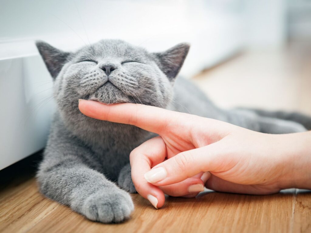 Luna the grey cat being gently stroked by a hand