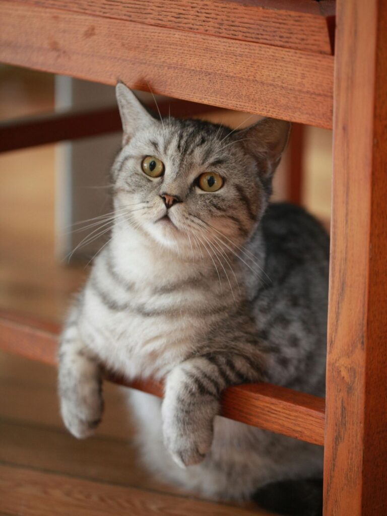 Luna the grey cat relaxing under a wooden chair