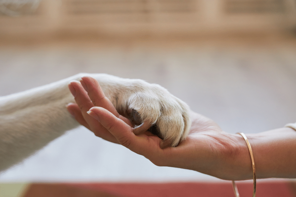 Owner hugging dog in remembrance – online pet memorials UK