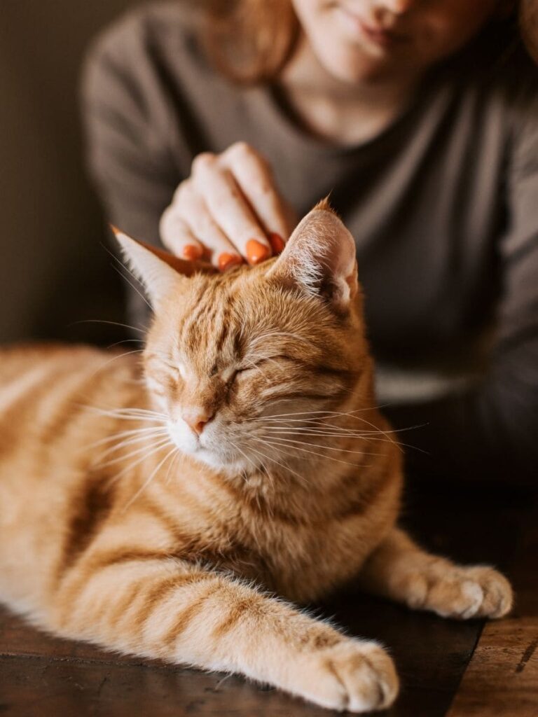 Cat online pet memorial page UK digital remembrance