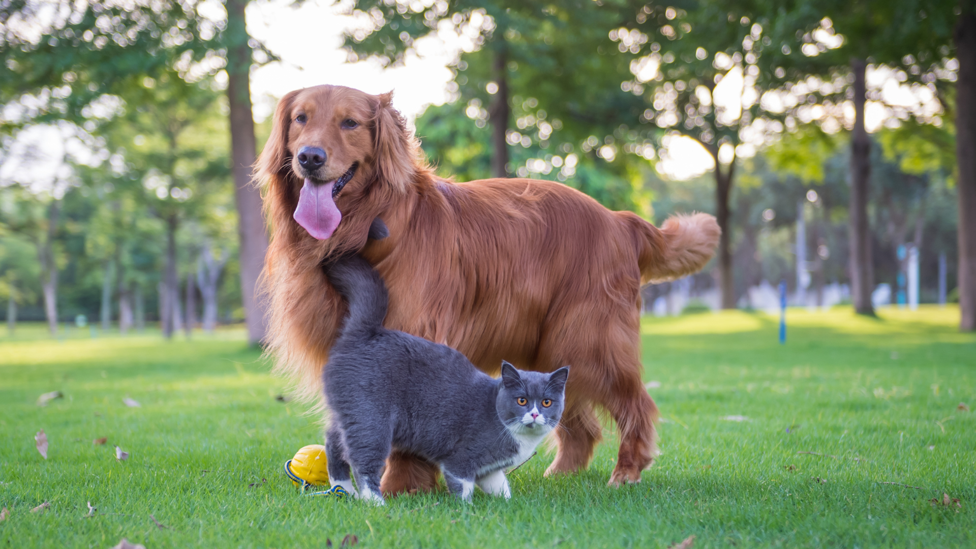 Pet memorial blog with online remembrance ideas and guides UK