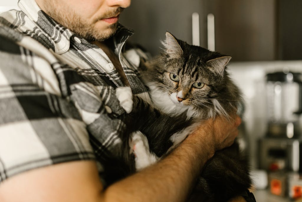 Man gently holding a fluffy tabby cat in his arms, symbolising love and remembrance.