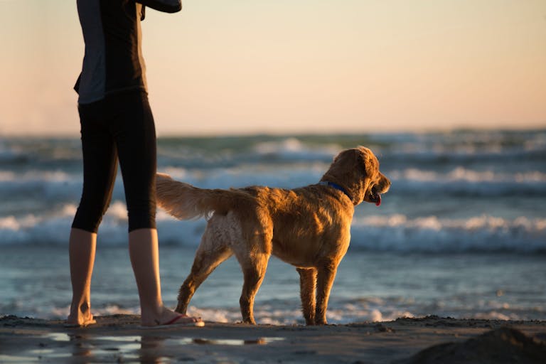 Golden retriever walking by the sea with its owner at sunset, symbolising peace and companionship.