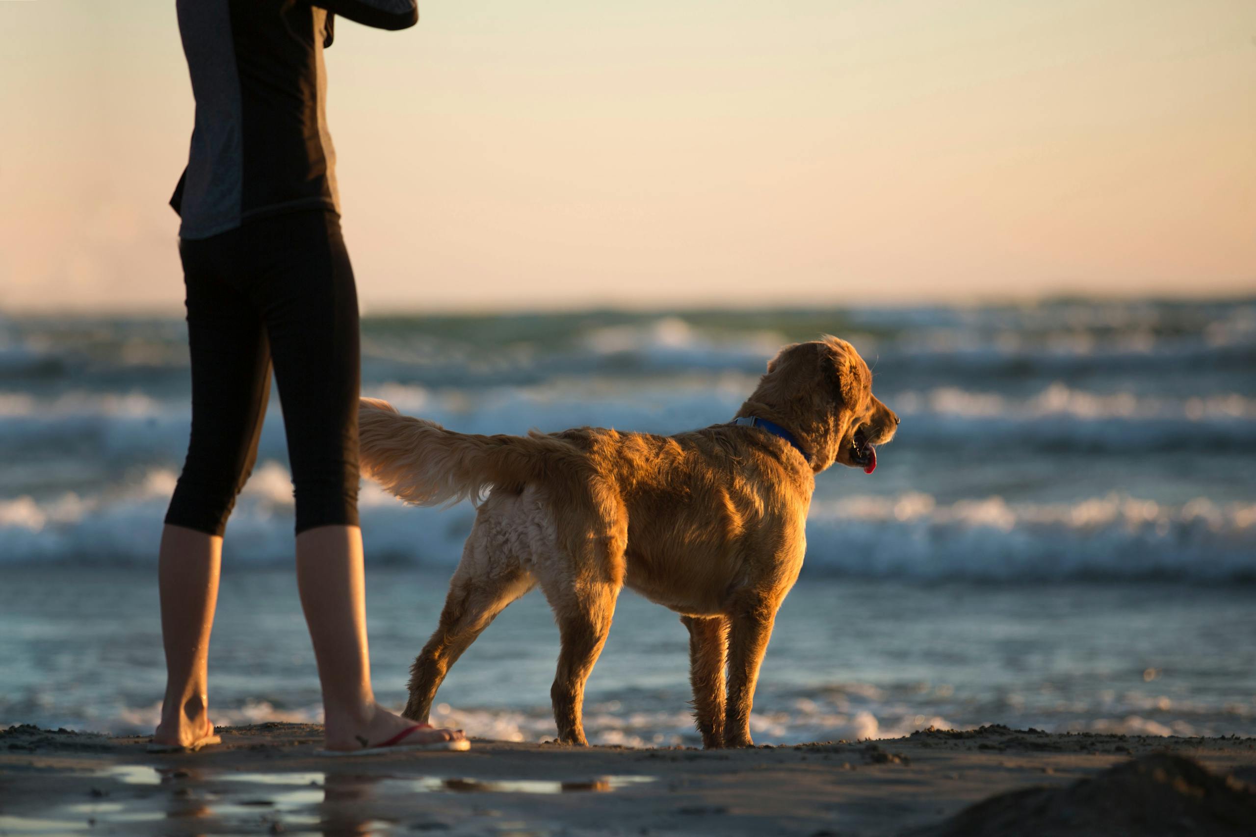 Online Pet Memorial Ideas: Creative Ways to Remember Your Pet in the UK