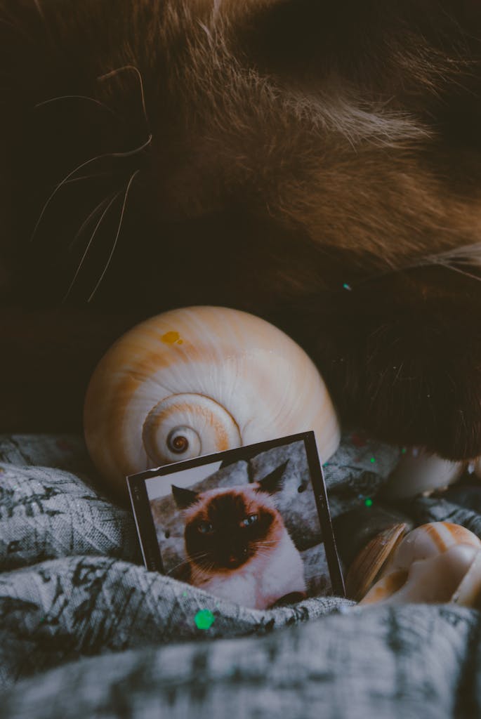 A warm, vintage photo of a cat beside a seashell and picture frame.