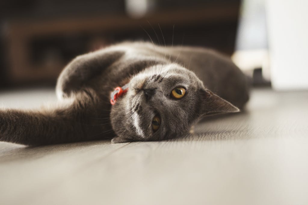 A grey cat with a red collar lying playfully on the floor, looking up with bright yellow eyes.